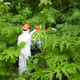 Illustration for article titled This Creepy Invasive Plant Is Wreaking Havoc In North America